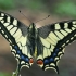 Common Swallowtail - Papilio machaon | Fotografijos autorius : Gintautas Steiblys | © Macrogamta.lt | Šis tinklapis priklauso bendruomenei kuri domisi makro fotografija ir fotografuoja gyvąjį makro pasaulį.