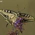 Machaonas - Papilio machaon | Fotografijos autorius : Gintautas Steiblys | © Macronature.eu | Macro photography web site