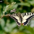 Common Swallowtail - Papilio machaon | Fotografijos autorius : Gediminas Gražulevičius | © Macronature.eu | Macro photography web site