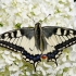 Machaonas - Papilio machaon | Fotografijos autorius : Žydrūnas Daunoravičius | © Macronature.eu | Macro photography web site