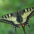 Common Swallowtail - Papilio machaon | Fotografijos autorius : Gintautas Steiblys | © Macronature.eu | Macro photography web site