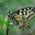 Common Swallowtail - Papilio machaon | Fotografijos autorius : Gintautas Steiblys | © Macronature.eu | Macro photography web site