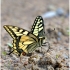 Common Swallowtail - Papilio machaon | Fotografijos autorius : Valdimantas Grigonis | © Macronature.eu | Macro photography web site