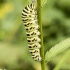 Machaonas - Papilio machaon | Fotografijos autorius : Giedrius Markevičius | © Macronature.eu | Macro photography web site