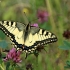 Machaonas (Vyčiadrugis) - Papilio machaon | Fotografijos autorius : Ramunė Vakarė | © Macronature.eu | Macro photography web site