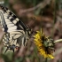 Machaonas (Vyčiadrugis) - Papilio machaon | Fotografijos autorius : Valdimantas Grigonis | © Macronature.eu | Macro photography web site