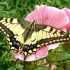 Common Swallowtail - Papilio machaon | Fotografijos autorius : Linas Mockus | © Macronature.eu | Macro photography web site
