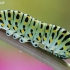 Common Swallowtail - Papilio machaon | Fotografijos autorius : Arūnas Eismantas | © Macrogamta.lt | Šis tinklapis priklauso bendruomenei kuri domisi makro fotografija ir fotografuoja gyvąjį makro pasaulį.