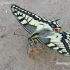 Machaonas - Papilio machaon | Fotografijos autorius : Darius Baužys | © Macronature.eu | Macro photography web site