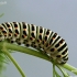 Machaonas - Papilio machaon | Fotografijos autorius : Valdimantas Grigonis | © Macronature.eu | Macro photography web site