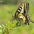 Machaonas (Vyčiadrugis) - Papilio machaon | Fotografijos autorius : Deividas Makavičius | © Macronature.eu | Macro photography web site