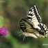 Machaonas - Papilio machaon | Fotografijos autorius : Lukas Jonaitis | © Macronature.eu | Macro photography web site