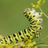 Machaonas - Papilio machaon | Fotografijos autorius : Zita Gasiūnaitė | © Macronature.eu | Macro photography web site