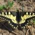 Machaonas - Papilio machaon | Fotografijos autorius : Jérôme Lesieur | © Macronature.eu | Macro photography web site