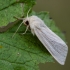 Common Wainscot | Mythimna pallens | Fotografijos autorius : Darius Baužys | © Macronature.eu | Macro photography web site