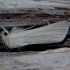 Common Wainscot - Mythimna palens | Fotografijos autorius : Romas Ferenca | © Macronature.eu | Macro photography web site