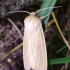 Common Wainscot - Mythimna pallens | Fotografijos autorius : Romas Ferenca | © Macronature.eu | Macro photography web site