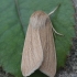 Common Wainscot - Mythimna pallens | Fotografijos autorius : Vytautas Gluoksnis | © Macronature.eu | Macro photography web site