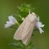 Common Wainscot - Mythimna pallens | Fotografijos autorius : Žilvinas Pūtys | © Macronature.eu | Macro photography web site