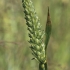 Common Wheat - Triticum aestivum | Fotografijos autorius : Gintautas Steiblys | © Macronature.eu | Macro photography web site