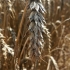 Common Wheat - Triticum aestivum | Fotografijos autorius : Gintautas Steiblys | © Macronature.eu | Macro photography web site