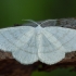 Pilkajuostis balsvasprindis - Cabera pusaria ♂ | Fotografijos autorius : Žilvinas Pūtys | © Macronature.eu | Macro photography web site