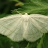 Common White Wave - Cabera pusaria | Fotografijos autorius : Ramunė Vakarė | © Macronature.eu | Macro photography web site