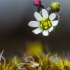 Pavasarinė ankstyvė | Draba verna | Fotografijos autorius : Darius Baužys | © Macronature.eu | Macro photography web site