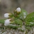 Common Whitlowgrass - Draba verna | Fotografijos autorius : Gintautas Steiblys | © Macronature.eu | Macro photography web site
