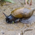 Common amber snail | Succinea putris | Fotografijos autorius : Darius Baužys | © Macronature.eu | Macro photography web site