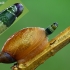 Common amber snail - Succinea putris and parasite Leucochloridium paradoxum  | Fotografijos autorius : Gintautas Steiblys | © Macronature.eu | Macro photography web site