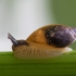 Common amber snail - Succinea putris | Fotografijos autorius : Žilvinas Pūtys | © Macronature.eu | Macro photography web site