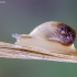 Common amber snail - Succinea putris | Fotografijos autorius : Darius Baužys | © Macronature.eu | Macro photography web site