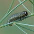 Common asparagus beetle - Crioceris asparagi, larva | Fotografijos autorius : Gintautas Steiblys | © Macronature.eu | Macro photography web site