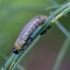 Common asparagus beetle - Crioceris asparagi, larva | Fotografijos autorius : Romas Ferenca | © Macronature.eu | Macro photography web site