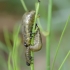 Common asparagus beetle - Crioceris asparagi, larvas | Fotografijos autorius : Romas Ferenca | © Macronature.eu | Macro photography web site