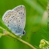 Common blue | Polyommatus icarus | Fotografijos autorius : Darius Baužys | © Macronature.eu | Macro photography web site