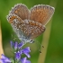 Dirvinis melsvys - Polyommatus icarus ♀ | Fotografijos autorius : Gintautas Steiblys | © Macronature.eu | Macro photography web site