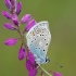 Common blue - Polyommatus icarus  | Fotografijos autorius : Arūnas Eismantas | © Macronature.eu | Macro photography web site