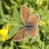 Common blue - Polyommatus icarus | Fotografijos autorius : Vytautas Gluoksnis | © Macronature.eu | Macro photography web site