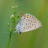 Common blue - Polyommatus icarus | Fotografijos autorius : Aistė Matijošaitytė | © Macronature.eu | Macro photography web site