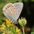 Common blue - Polyommatus icarus | Fotografijos autorius : Ramunė Činčikienė | © Macronature.eu | Macro photography web site