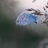 Common blue - Polyommatus icarus | Fotografijos autorius : Agnė Našlėnienė | © Macronature.eu | Macro photography web site