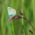 Common blue - Polyommatus icarus | Fotografijos autorius : Vidas Brazauskas | © Macronature.eu | Macro photography web site