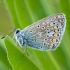 Common blue - Polyommatus icarus | Fotografijos autorius : Žilvinas Pūtys | © Macronature.eu | Macro photography web site