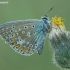 Common blue - Polyommatus icarus | Fotografijos autorius : Aivaras Markauskas | © Macronature.eu | Macro photography web site