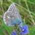 Common blue - Polyommatus icarus | Fotografijos autorius : Deividas Makavičius | © Macronature.eu | Macro photography web site