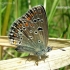 Common blue - Polyommatus icarus | Fotografijos autorius : Algirdas Vilkas | © Macronature.eu | Macro photography web site