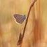 Dirvinis melsvys - Polyommatus icarus | Fotografijos autorius : Zita Gasiūnaitė | © Macronature.eu | Macro photography web site