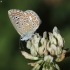 Dirvinis melsvys - Polyommatus icarus | Fotografijos autorius : Vidas Brazauskas | © Macronature.eu | Macro photography web site